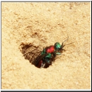 Hedychrum nobile - Sand-Goldwespe 03.jpg